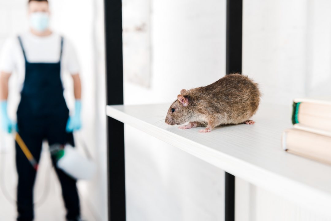 selective-focus-of-small-rat-near-exterminator-holding-toxic-equipment.jpg